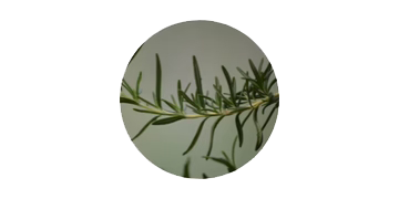 ROSEMARY